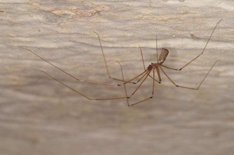 Pholcus_phalangioides_D8284_Z_90_Les Gris_Frankrijk.jpg